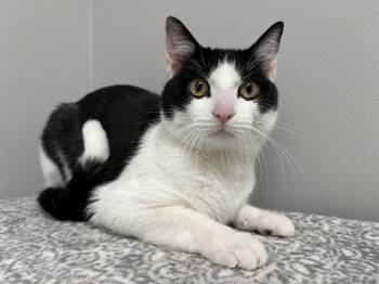 Domestic Short Hair Cats Available for Adoption in Frankfort, Indiana - Klondike | PetCurious