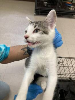 Cookie Monster -  Domestic Short Hair Cat for Adoption in Burnsville, North Carolina - Cookie Monster | PetCurious