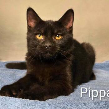 Pippa -  Domestic Short Hair Cat for Adoption in Rocky Mount, Virginia - Pippa | PetCurious