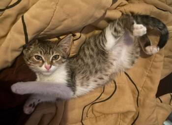 Iris (A143829) -  Tabby Cat for Adoption in Burbank, California - Iris (A143829) | PetCurious