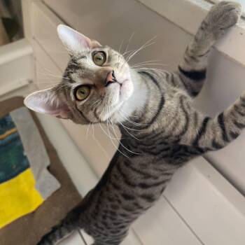 Rescue Domestic Short Hair Cats for Adoption in Indiana, Pennsylvania - Bliss | PetCurious