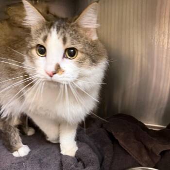 Tootsie Roll -  Domestic Medium Hair Cat for Adoption in Winston-salem, North Carolina - Tootsie Roll | PetCurious