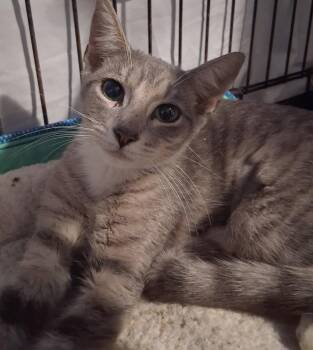 Oliwia -  Domestic Short Hair Cat for Adoption in INDN HBR BCH, Florida - Oliwia | PetCurious