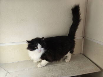 Rescue Domestic Short Hair Cats for Adoption in Maquoketa, Iowa - Oreo | PetCurious