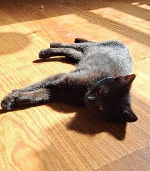 Domestic Short Hair Cats Available for Adoption in Lansing, Michigan - Iris (26-074 C) | PetCurious