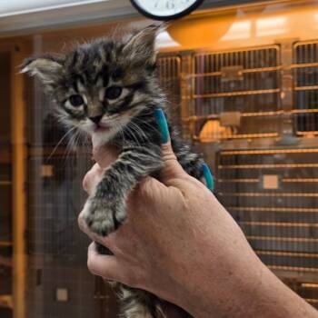 Edd -  Domestic Short Hair Cat for Adoption in Buellton, California - Edd | PetCurious