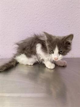 61304605 -  Domestic Short Hair Cat for Adoption in El Paso, Texas - 61304605 | PetCurious