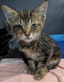 Nevada -  Domestic Short Hair Cat for Adoption in Evansville, Indiana - Nevada | PetCurious