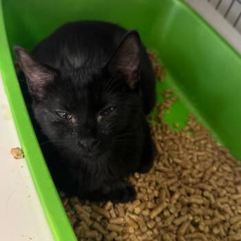 Skittle -  Domestic Long Hair Cat for Adoption in Columbiana, Alabama - Skittle | PetCurious