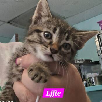 Effie -  Domestic Short Hair Cat Available for Adoption in Madill, Oklahoma - Effie | PetCurious