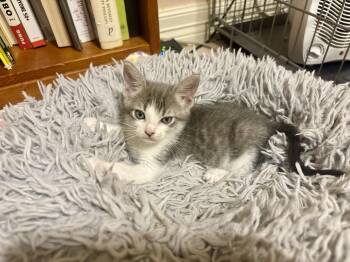 Odette -  Domestic Short Hair Cat for Adoption - Odette | PetCurious