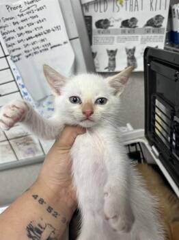 A377389 -  Domestic Short Hair Cat for Adoption in Stockton, California - A377389 | PetCurious