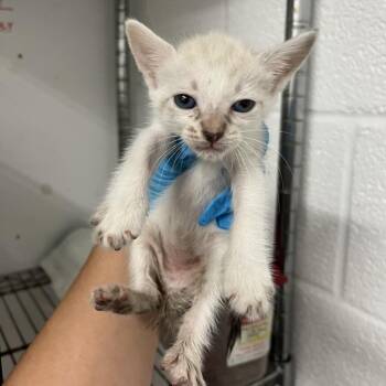 Athena A4 -  Domestic Short Hair Cat for Adoption in Edinburg, Texas - Athena A4 | PetCurious