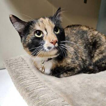 Domestic Short Hair Cats Available for Adoption - Porkchop | PetCurious