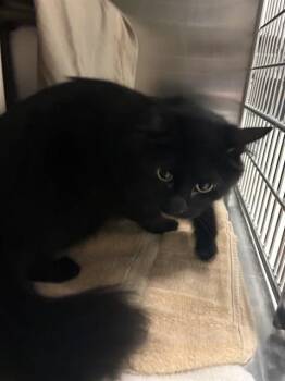 RANDA -  Domestic Medium Hair Cat for Adoption in Minneapolis, Minnesota - RANDA | PetCurious