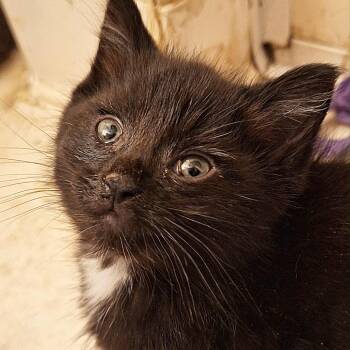 Rescue Domestic Short Hair Cats for Adoption in Huntington, West Virginia - Kenny- OKC | PetCurious