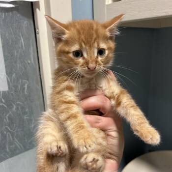 Domestic Short Hair Cats Available for Adoption in Chattanooga, Tennessee - Rozzy | PetCurious