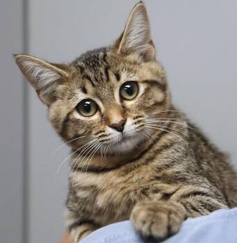 Titus (AO37211) -  Domestic Short Hair Cat for Adoption in Kansas City, Kansas - Titus (AO37211) | PetCurious