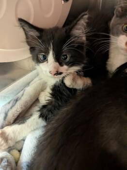 Bugs Bunny -  Domestic Long Hair Cat for Adoption in Cincinnati, Ohio - Bugs Bunny | PetCurious