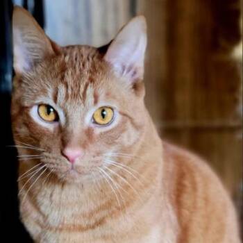 Persimmon - AC Kitty! -  Domestic Short Hair Cat for Adoption in Laramie, Wyoming - Persimmon - AC Kitty! | PetCurious