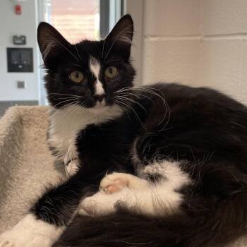Ramen -  Domestic Medium Hair Cat for Adoption in Downers Grove, Illinois - Ramen | PetCurious