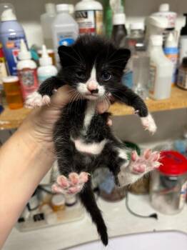 Domestic Short Hair Cats Available for Adoption in Rutherfordton, North Carolina - Mary