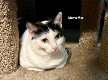 Domestic Short Hair Cats Available for Adoption in Windsor, Connecticut - Mama Mia | PetCurious