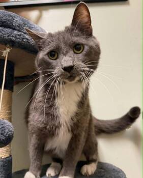 Rahn -  Domestic Short Hair Cat for Adoption in Evansville, Indiana - Rahn | PetCurious