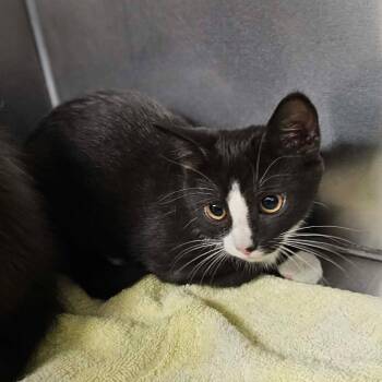 Peony -  Domestic Short Hair Cat for Adoption in Martinsville, Virginia - Peony | PetCurious