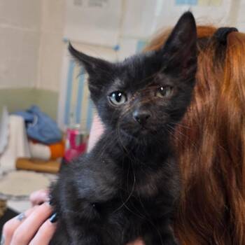 Jan -  Domestic Short Hair Cat for Adoption in Eureka Springs, Arkansas - Jan | PetCurious