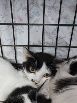 Rescue Domestic Short Hair Cats for Adoption in Evansville, Indiana - Africa | PetCurious