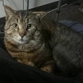 Domestic Short Hair Cats Available for Adoption - Markus | PetCurious