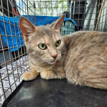 American Shorthair Cats Available for Adoption in Lake Jackson, Texas - Tinker | PetCurious