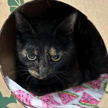Rescue Domestic Short Hair Cats for Adoption in Reno, Nevada - Paisley | PetCurious