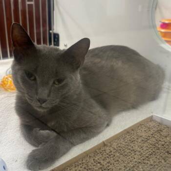 Mojito -  Domestic Short Hair Cat for Adoption in West Palm Beach, Florida - Mojito | PetCurious