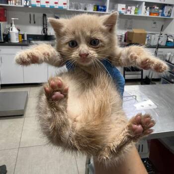 Pipsqueak -  Domestic Short Hair Cat for Adoption in Newark, New Jersey - Pipsqueak | PetCurious