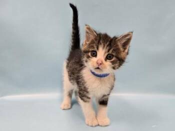 Nano -  Domestic Short Hair Cat for Adoption in Woodbury, Minnesota - Nano | PetCurious