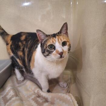 Domestic Short Hair Cats Available for Adoption - Gypsy | PetCurious
