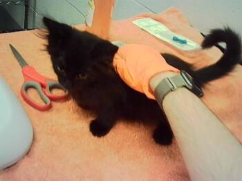 PLUTO -  Domestic Medium Hair Cat for Adoption in Indianapolis, Indiana - PLUTO | PetCurious