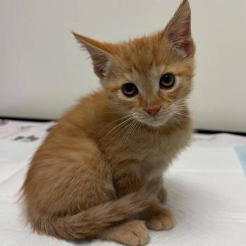 Rotini -  Domestic Short Hair Cat for Adoption in Nashville, Tennessee - Rotini | PetCurious