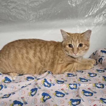 Rescue Domestic Short Hair Cats for Adoption in Eaton Rapids, Michigan - The Winkster 55437 | PetCurious