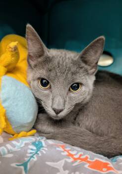 Luna -  Domestic Short Hair Cat for Adoption in Palm Harbor, Florida - Luna | PetCurious