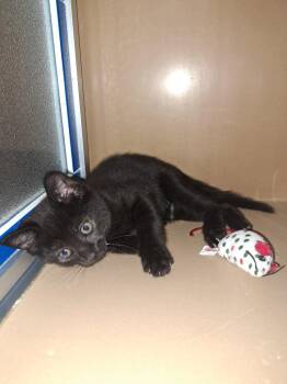Texas -  Domestic Short Hair Cat Available for Adoption in Fayetteville, Tennessee - Texas | PetCurious