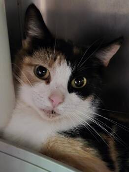 Domestic Short Hair Cats Available for Adoption in Cambridge, Maryland - Denise | PetCurious
