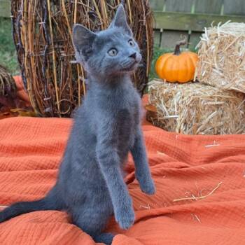 Rescue Domestic Short Hair Cats for Adoption in Sandy Springs, Georgia - Sterling | PetCurious