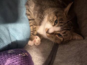 Rescue Domestic Short Hair Cats for Adoption in Fredericton, New Brunswick - Mabel | PetCurious