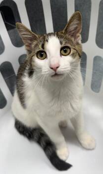 Tiger Cats Available for Adoption in Hornell, New York - Montana | PetCurious