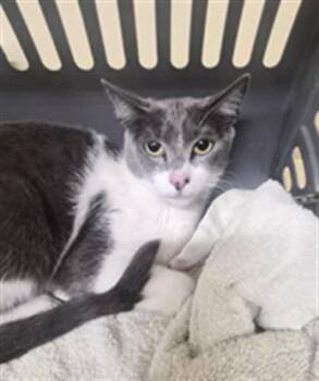 A199171 -  Domestic Short Hair Cat for Adoption in Fremont, California - A199171 | PetCurious