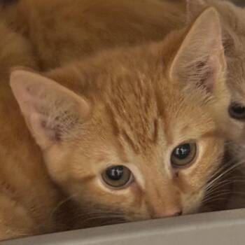 Jango (green) -  Domestic Short Hair Cat for Adoption in Winston-salem, North Carolina - Jango (green) | PetCurious