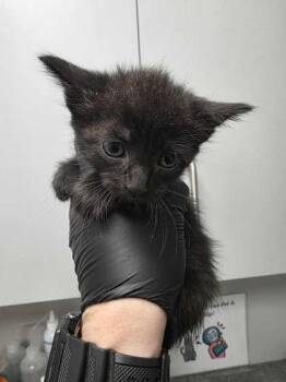 Chicago -  Domestic Short Hair Cat for Adoption in Sevierville, Tennessee - Chicago | PetCurious